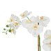 Vanity Art Artificial Phalaenopsis Orchids with Succulents Floral Arrangement in Pot | 2 Stems Real Touch Artificial Flowers for Living Room, Entryway Table Decorations, MLTAO-1013SS - HomeBeyond