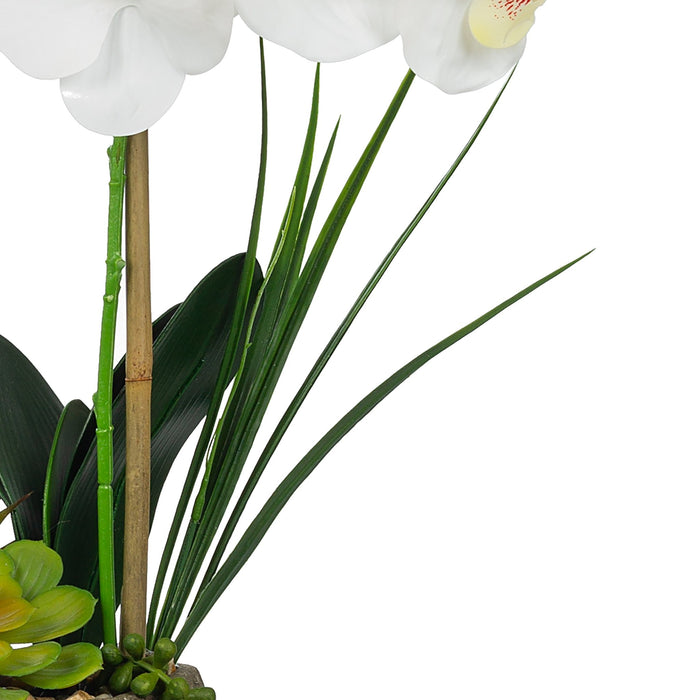 Vanity Art Artificial Phalaenopsis Orchids with Succulents Floral Arrangement in Pot | 2 Stems Real Touch Artificial Flowers for Living Room, Entryway Table Decorations, MLTAO-1013SS - HomeBeyond