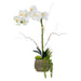 Vanity Art Phalaenopsis Orchid Floral Arrangement in Decorative Cement Pot | Single-stem Artificial Real Touch Silk Orchid home decor with Succulents in Grey Cement Pot, MLTAO-1007SS - HomeBeyond